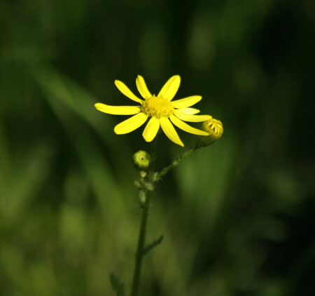 Цветок солнца