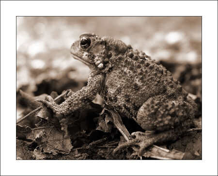 American Toad 3