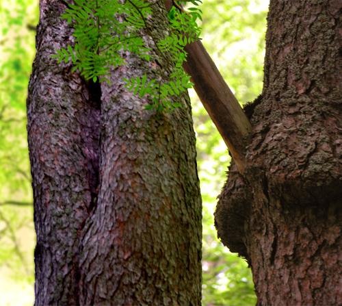 Pinus