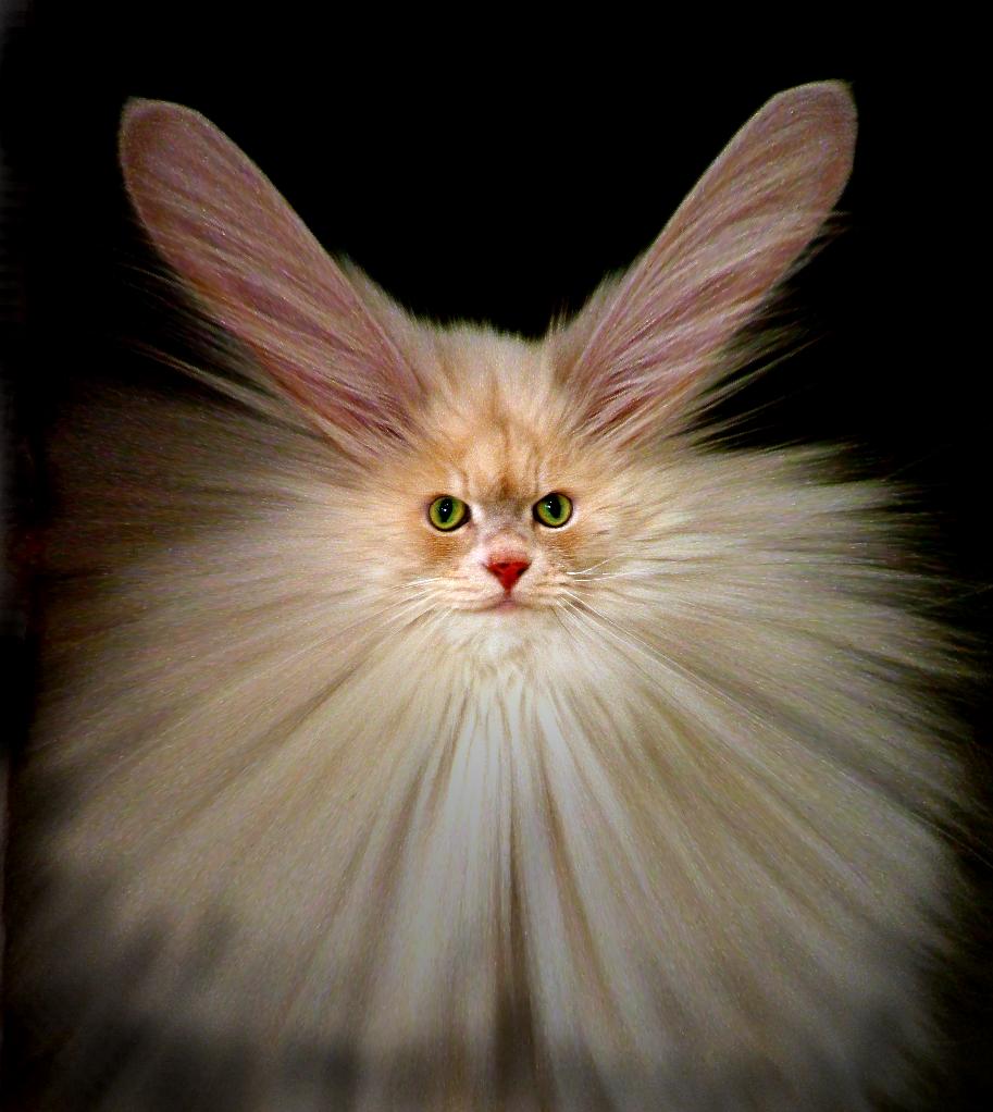Котяра