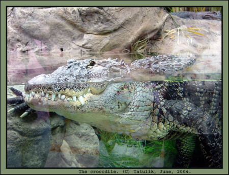 The crocodile