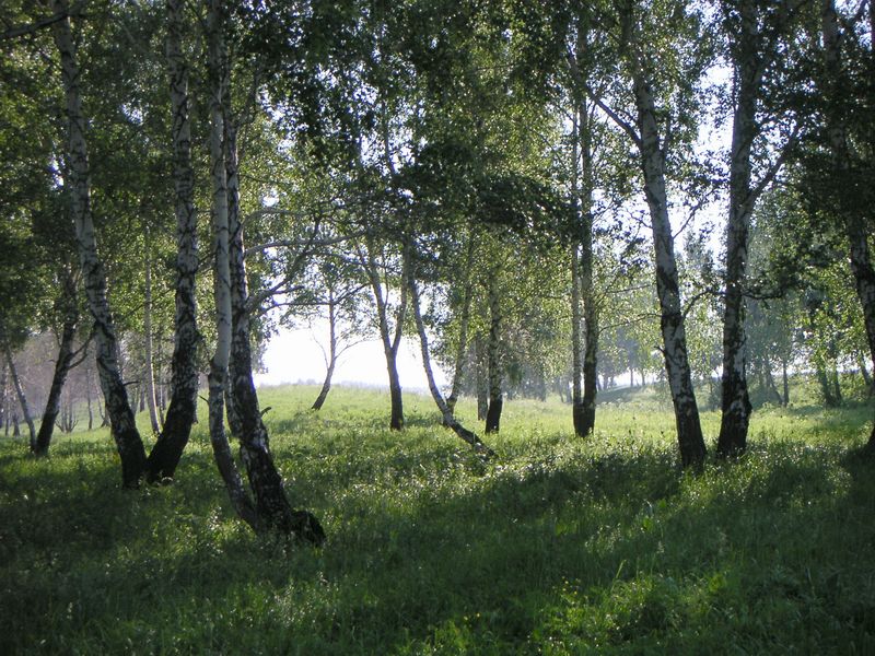 Березы. Утро