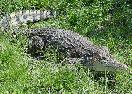 Croco