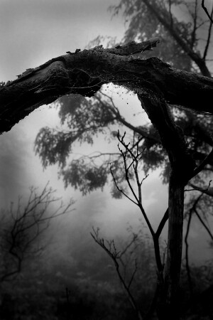 Gloom