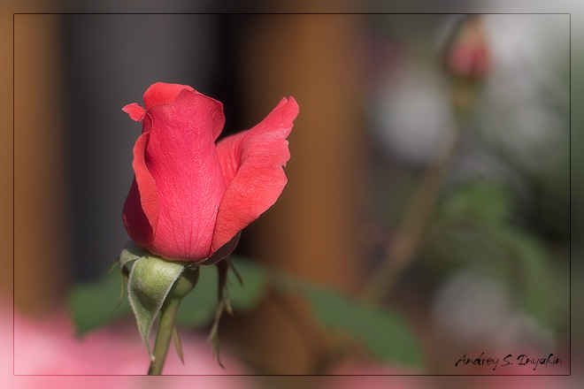 rose