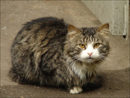 сторожевой кот