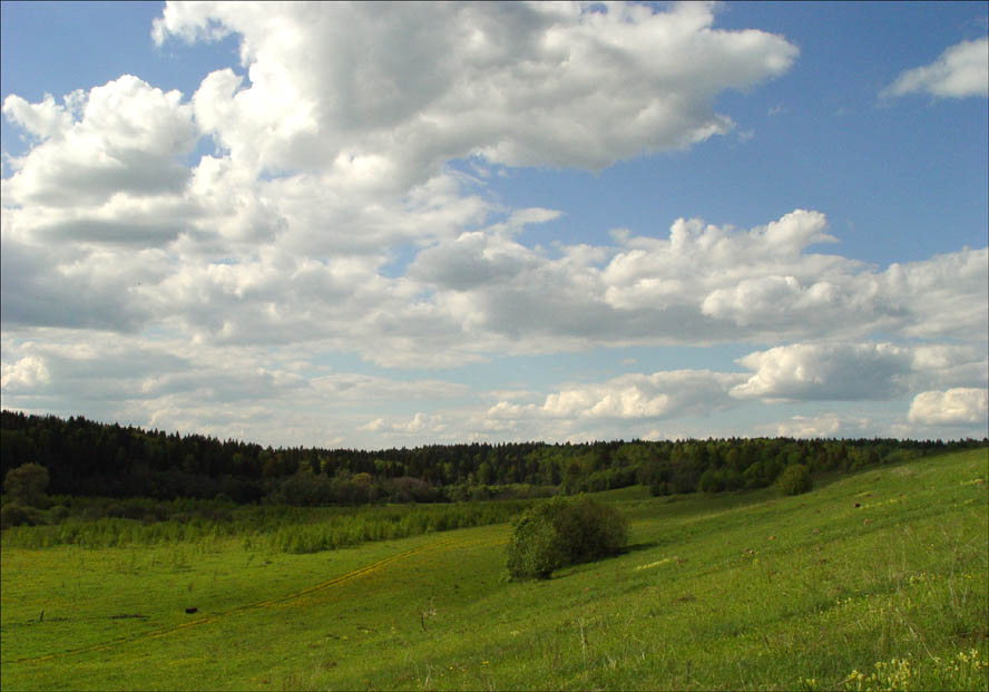 куст