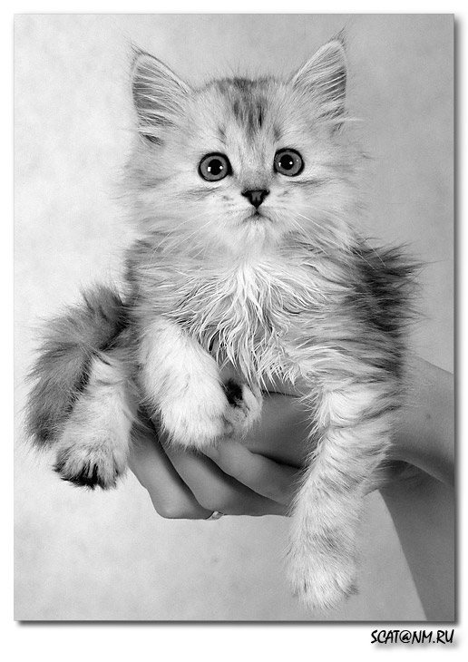 КОШКА ОДИН ШТУК B&amp;W