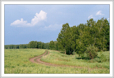 Дорога, березы, тучи