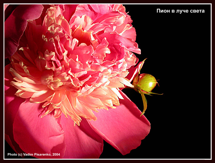 Пион в луче света