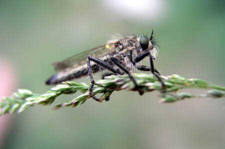 лохматый мух