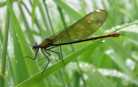 про сеточки и капельки