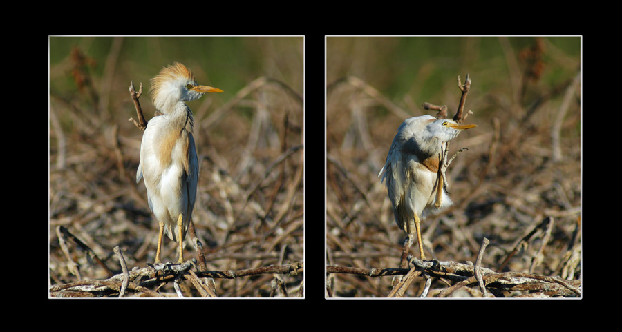 Cattle Egret - Bubulcus ibis