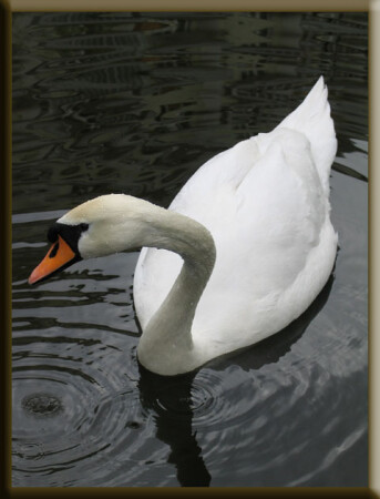 Фотомодель