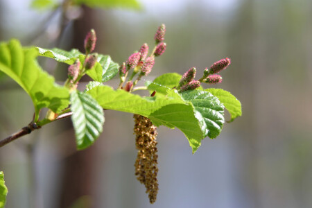 Цвета северного лета