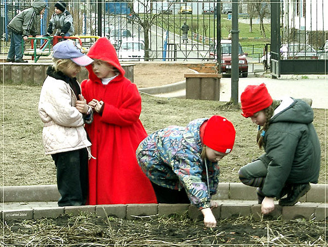красные шапочки