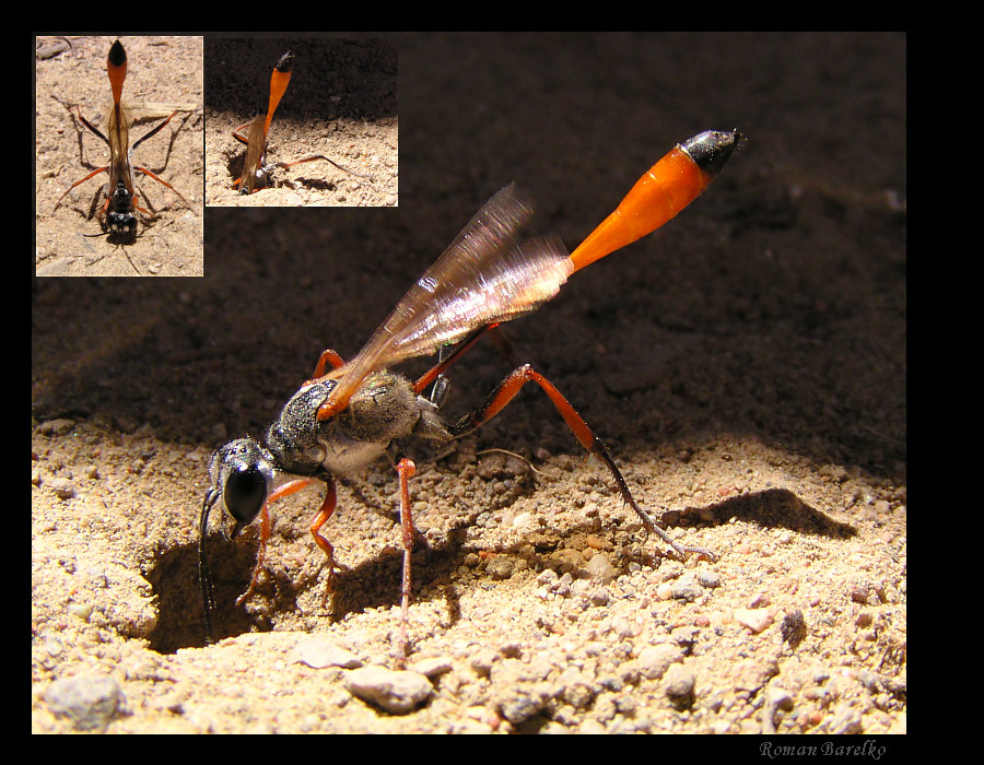 Оска &quot;Pompilidae&quot; роет норку.