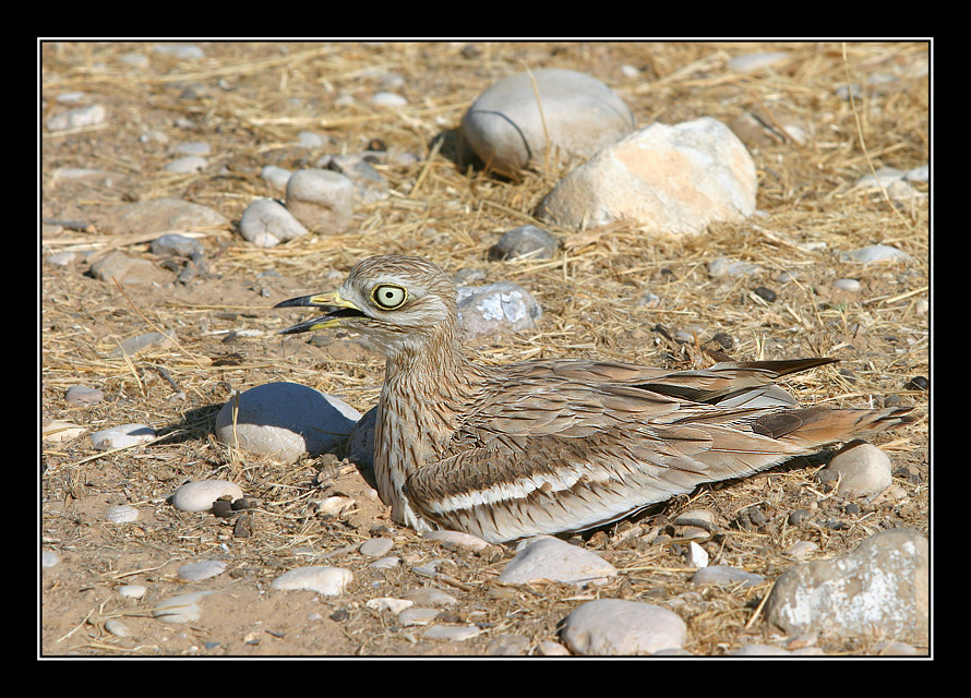 Авдотка - Stone-curlew - Burhinus oedicnemus