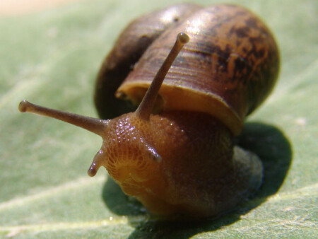 У-у-у рогатая...