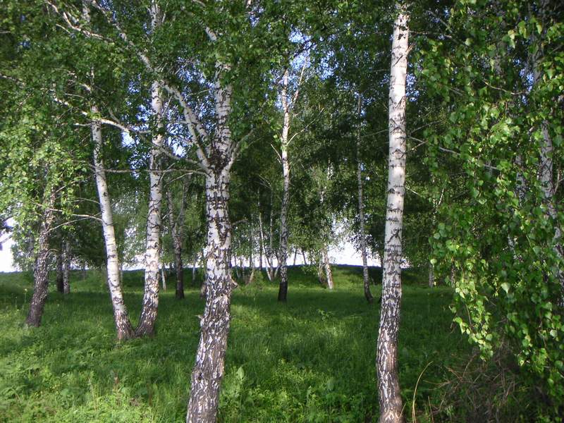 Белоствольные