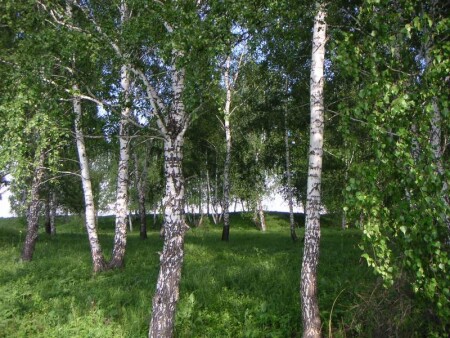 Белоствольные