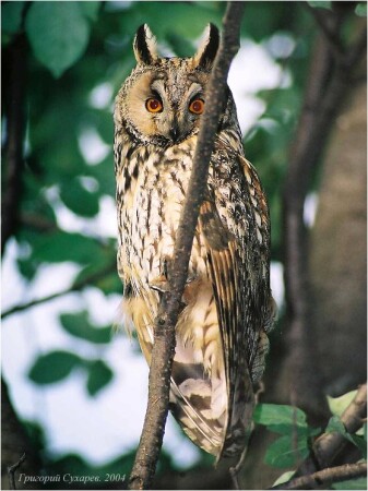Bubo bubo