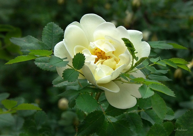 Rosa spinossisima 2.