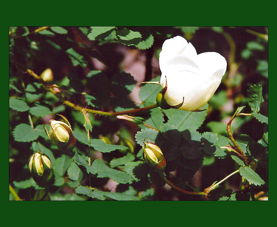 where the roses grow...