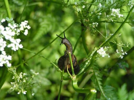 Четырехглазый