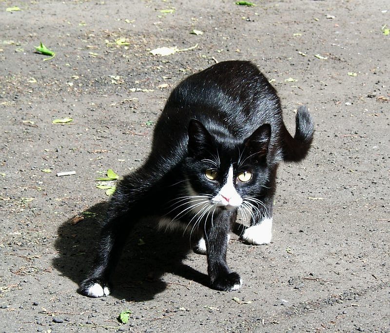 Дневной дозор