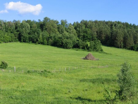 Зеленый рай