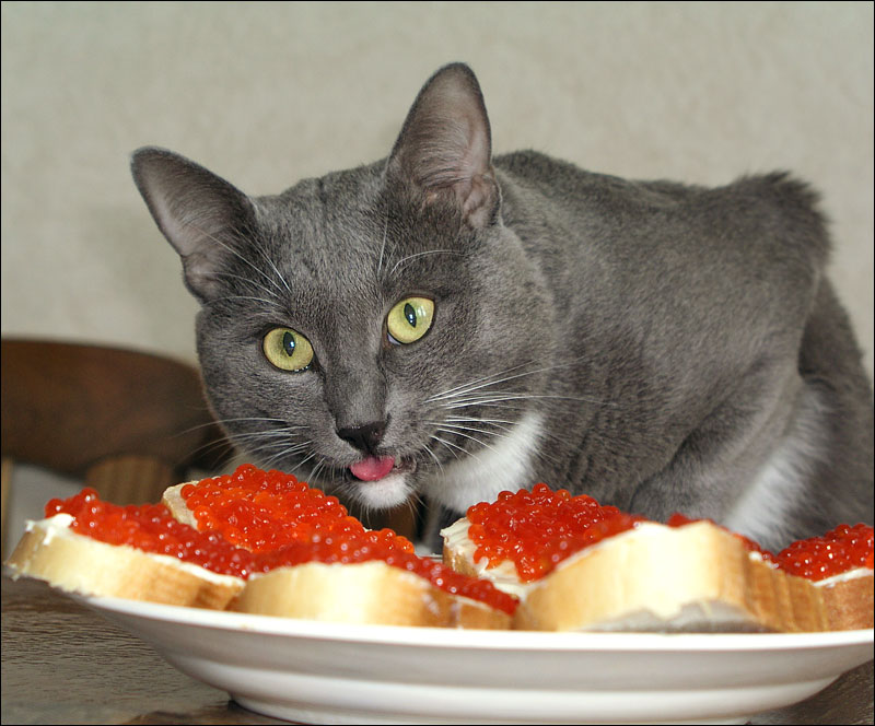 С праздником, кошаки!