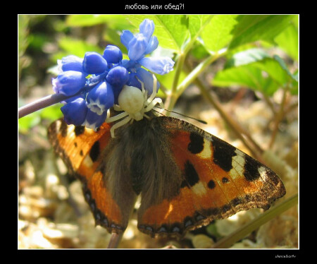 любовь или обед? жизнь...