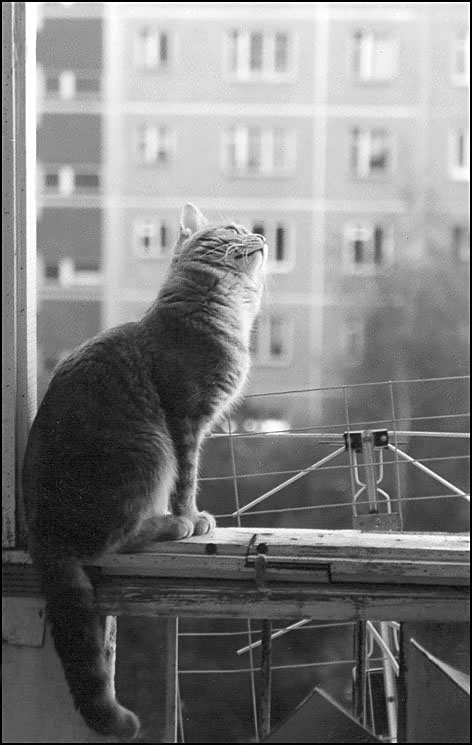 Эй, вы, там! (С Днем кошака!)