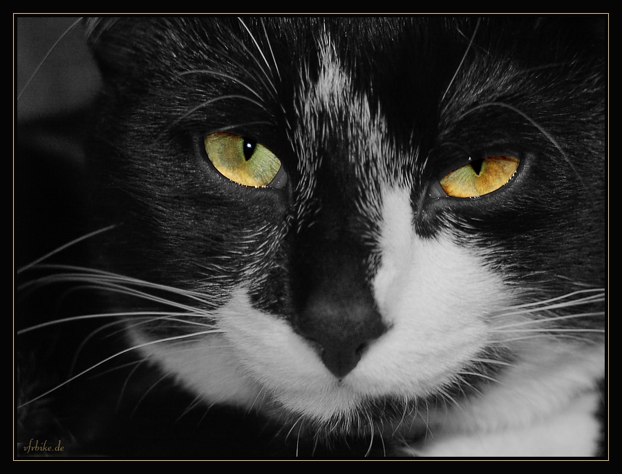 Кошак я, кошак...