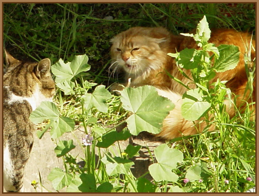 КОШАЧЬИ РАЗБОРКИ день кошака