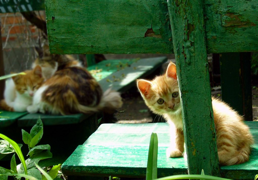 Котенок