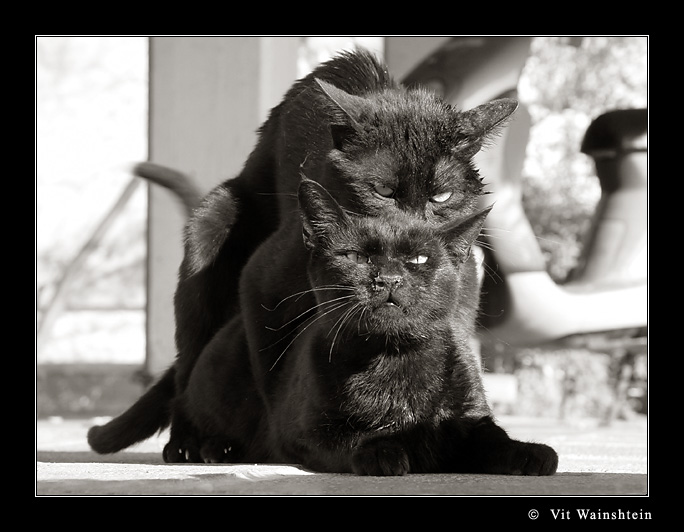 Кошаки