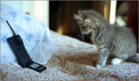 Так ты не мышь??? А что пищишь?...:)
