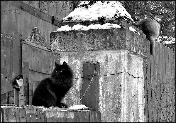 Мартовские коты в начале июля