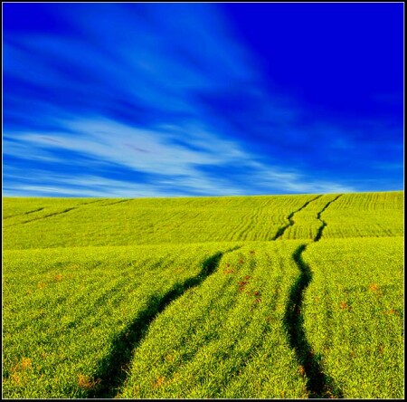 FIELD