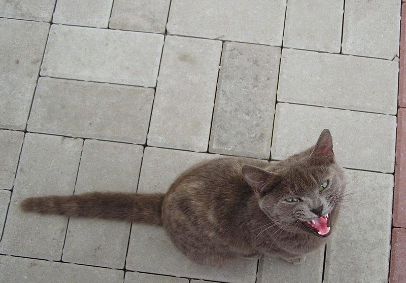 котенок жалобный