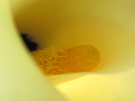 всего лишь кала :)