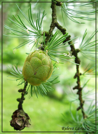 Старый да малый