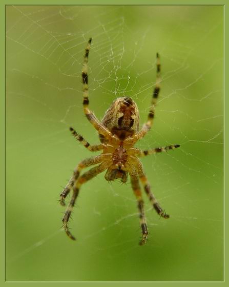 Wide Web