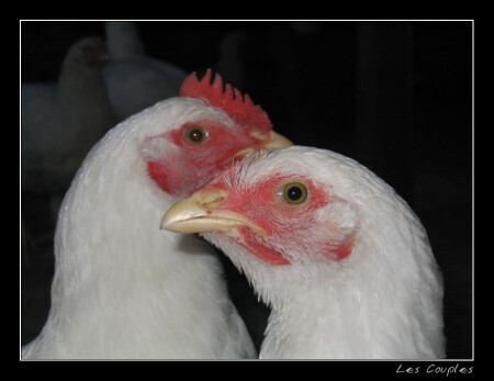 LE COUPLE