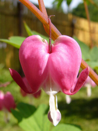 Портрет сердца