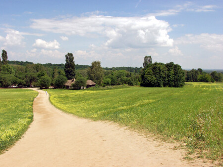Гречиха зацвела