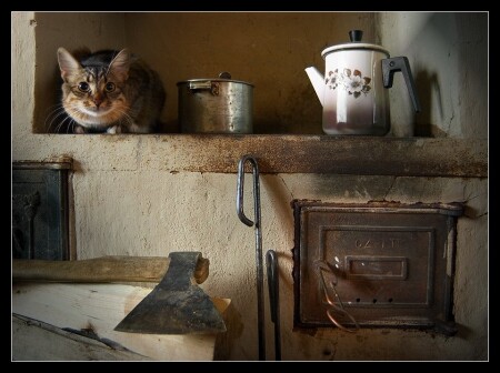 Портрет кошки в интерьере :)