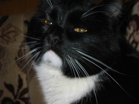 А Вы не мышка?